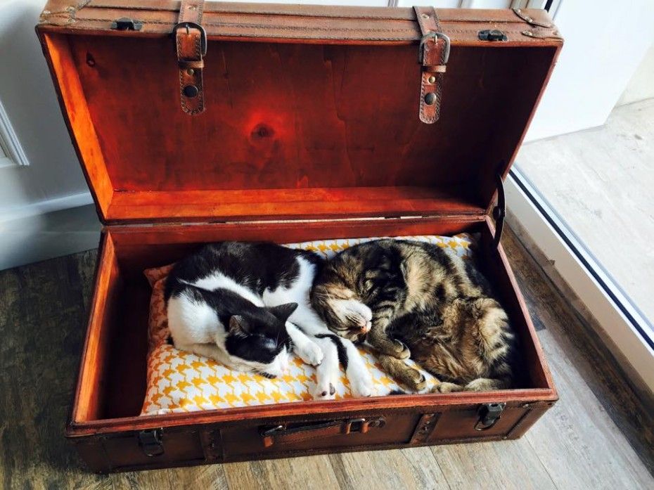 gatti nella valigia