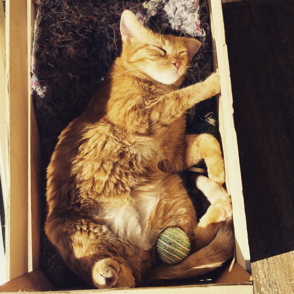 gatto dorme in un cassetto
