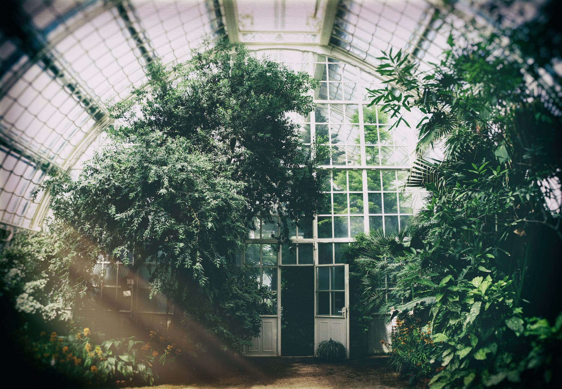 green plants in a greenhouse
